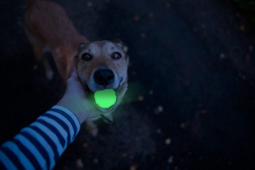 Pelota para perro 2 Glow Fetch and Catch